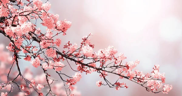 Beautiful nature spring background with sakura flowers — Stock Photo, Image