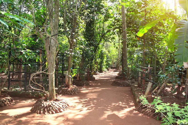 Fußweg im tropischen Garten, sri lanka — Stockfoto