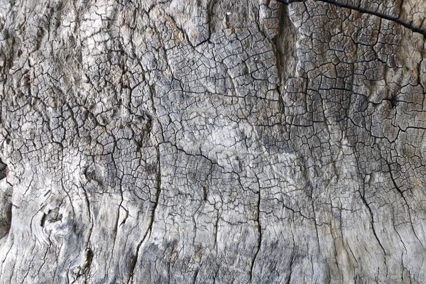 Textur av bark av en gammal sycamore — Stockfoto