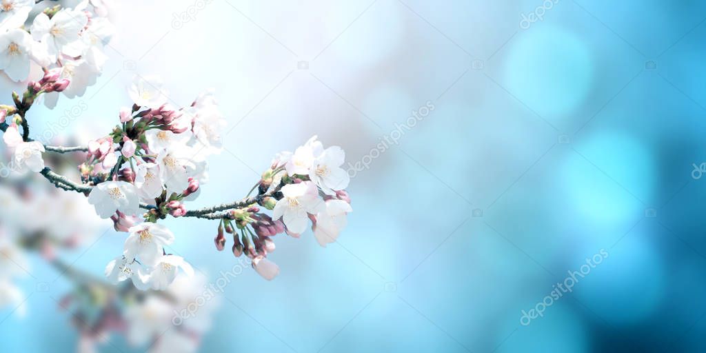 Beautiful magic spring scene with sakura flowers 