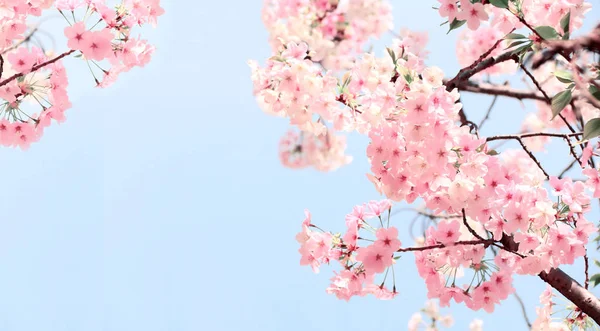 ピンクの花と咲く桜の枝 — ストック写真