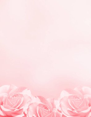 Üç pembe güllü pankart