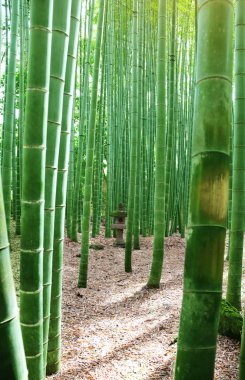 Taş fener ve bambu, Hasedera tapınağı, Kamakura, Japonya
