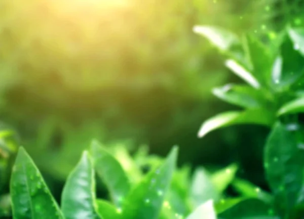 Sunny blurred nature background — Stock Photo, Image