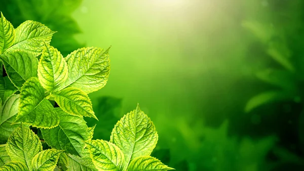 Ensolarado desfocado natureza fundo com folhas de hortênsia — Fotografia de Stock