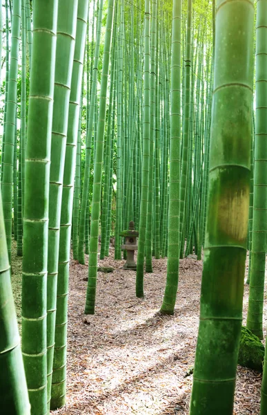 Taş fener ve bambu, Hasedera tapınağı, Kamakura, Japonya — Stok fotoğraf