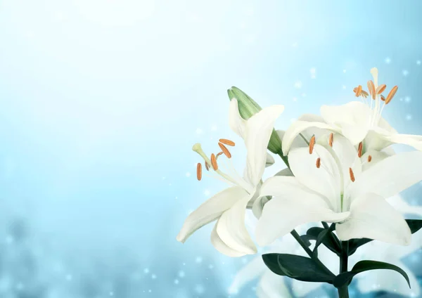 Bela cena mágica primavera com flores de lírio branco — Fotografia de Stock