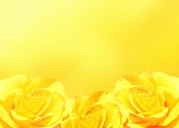 Banner mit drei gelben Rosen — Stockfoto