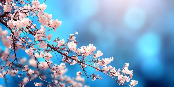 Belle scène de printemps magique avec des fleurs de sakura — Photo