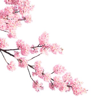 Japonya 'da çiçek açan sakuranın pembe çiçekli dalı. Beyaz arkaplanda izole