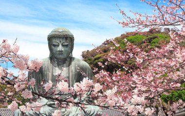 Büyük Buda ve Sakura 'nın çiçekleri, Kotoku-in tapınağı, Japonya, Asya. Japonya 'da kiraz çiçeği mevsimi