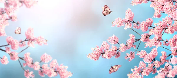 桜の枝がピンク色の花と3羽の蝶と水平バナー 日当たりの良い青の背景 テンプレートをモックアップします テキストのコピースペース — ストック写真
