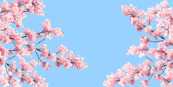 Horizontální Prapor Větvemi Kvetoucí Sakury Růžovými Květy Japonsko Izolované Modrém — Stock fotografie