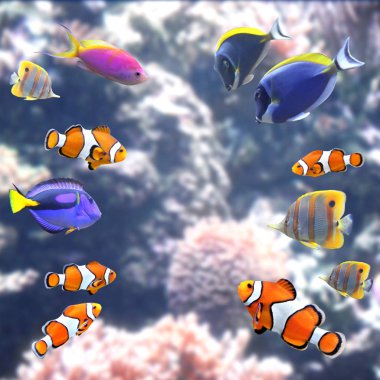 Güzel tropikal balıkların olduğu sualtı sahnesi - hepatus; mavi tang, palyaço balığı. Şablon oluşturun. Metin için alanı kopyala