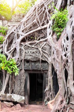Ta Prohm tapınağındaki dev banyan ağacının kökleri, Angkor Wat tapınağı (Angkor Thom), Siem hasadı, Kamboçya, Hindiçin. Unesco Dünya Mirası Sitesi