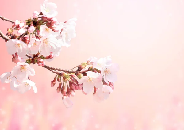 Escena Mágica Con Flores Sakura Chispas Mágicas Hermosa Naturaleza Primavera — Foto de Stock