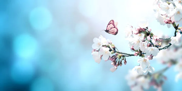 桜の花や蝶と魔法のシーン 美しい自然の春の背景 明るい青の色でトーン写真 テキストのコピースペース — ストック写真