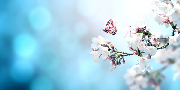 Magical scene with sakura flowers and butterfly. Beautiful nature spring background. Photo toned in light blue color. Copy space for text