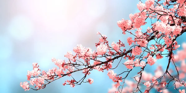 ピンク色の桜の花と魔法のシーン 美しい自然背景 桜が咲く横型の春のバナー テキストのコピースペース — ストック写真