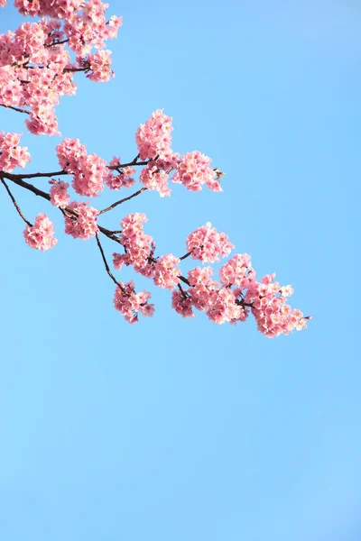Zweig Der Blühenden Sakura Mit Rosa Blüten Japan Vereinzelt Auf — Stockfoto