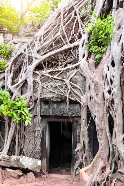 Rötter Jätte Banyan Träd Prohm Tempel Ruiner Khmer Forntida Tempel — Stockfoto