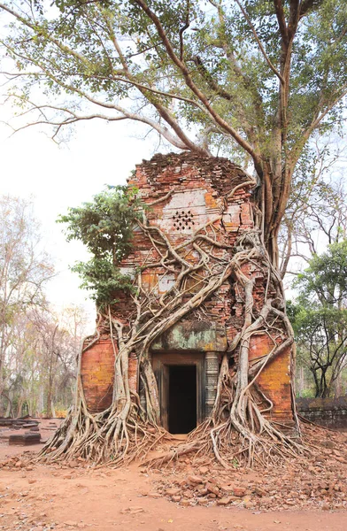 Roots Giant Banyan Tree Ruins Prasat Thom Complex Kambodja Unescos — Stockfoto