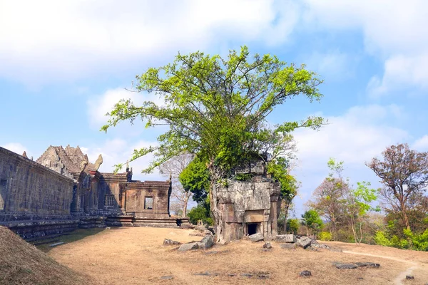 Wurzeln Eines Riesigen Banyanbaums Auf Ruinen Preah Vihear Tempelkomplex Prasat — Stockfoto