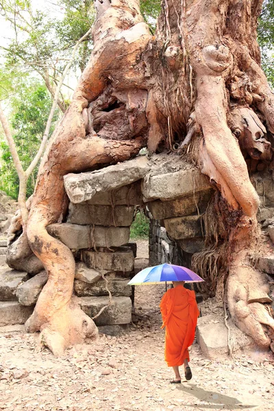 Buddhistisk Munk Med Regnbågsparaply Går Till Rötter Jätteträd Ruiner Khmer — Stockfoto