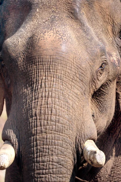 Close Hoofd Van Olifant Elephas Maximus — Stockfoto
