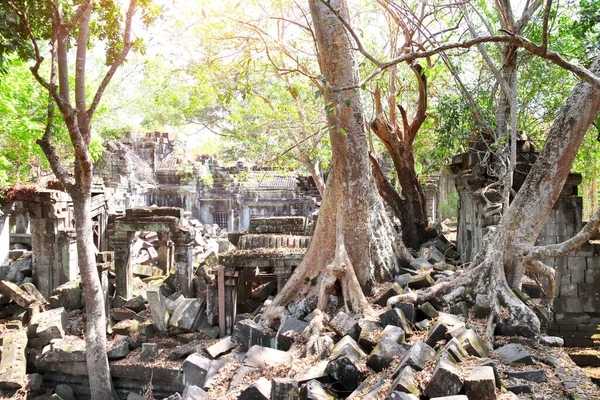 Riesige Bäume Auf Einer Ruine Des Koh Ker Komplexes Kambodscha — Stockfoto