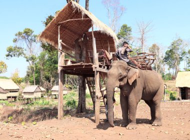 Kamboçya 'da fil nüfusunun korunduğu bir köyde fil.