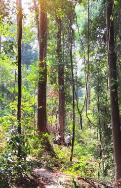 Kamboçya 'da orman yürüyüşü. Kurak mevsimde yağmur ormanlarında iki turist. Yeşil ormanlarda sırt çantalı gezginler. Tropikal orman boyunca seyahat etmek, aktif eğlence kavramı.