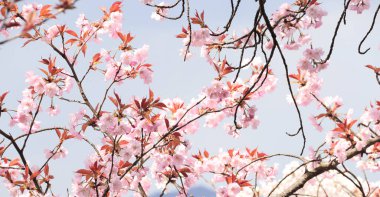 Japonya 'da çiçek açan Sakura' nın bir dalı.