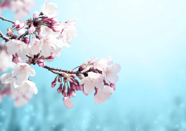 桜の花と魔法の火花と魔法のシーン 美しい自然の春の背景 明るい青の色でトーン写真 テキストのコピースペース — ストック写真