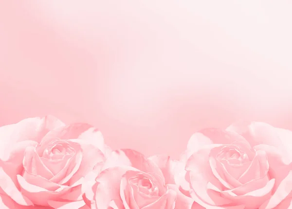 背景模糊不清 有三朵粉红色的玫瑰 复制空间为您的文字 模拟模板 可用于墙纸 结婚证 网页横幅 — 图库照片
