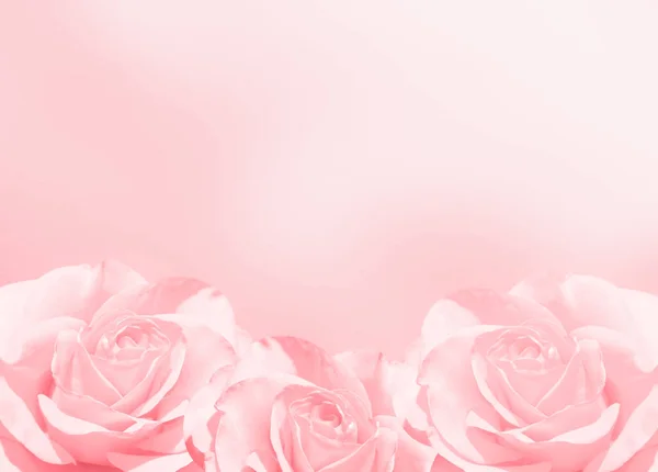 Blurred Background Three Roses Pink Color Copy Space Your Text — Stock Photo, Image