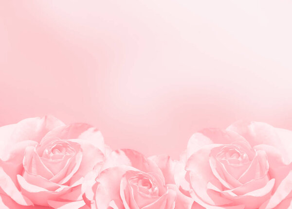 Blurred background with three roses of pink color. Copy space for your text. Mock up template. Can be used for wallpaper, wedding card, web page banner