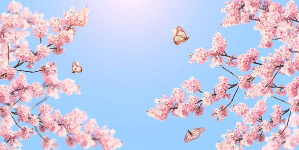 Horizontální Prapor Větvemi Kvetoucí Sakury Růžovými Květy Třemi Motýly Slunné — Stock fotografie