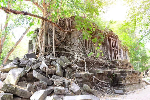 Árboles Gigantes Ruina Biblioteca Complejo Koh Ker Camboya Patrimonio Humanidad —  Fotos de Stock