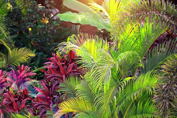 Folhagem Tropical Exuberante Plantas Exóticas Com Folhas Verdes Vermelhas Uma — Fotografia de Stock