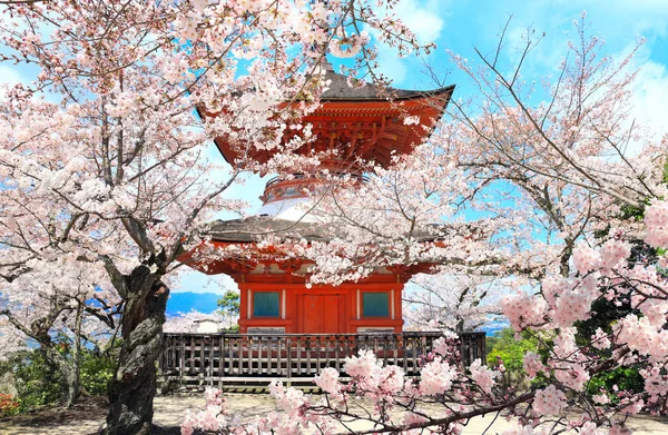 Japanese pagoda and sakura flowers, Miyajima island, Hiroshima, Japan. Spring flowering sakura season