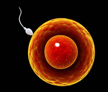 Spermatozoon, ovule için yüzer. Bir sperm ile yumurta döllenme anı. Siyah arka plan üzerine izole. 3D render