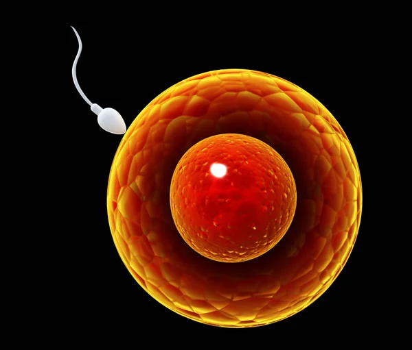 Spermatozoon Ovule Için Yüzer Bir Sperm Ile Yumurta Döllenme Anı — Stok fotoğraf