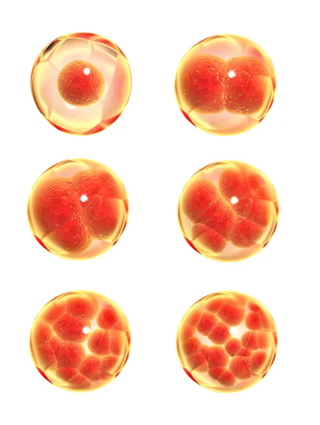 Proceso Mitosis División Células Aislado Sobre Fondo Blanco Renderizar —  Fotos de Stock