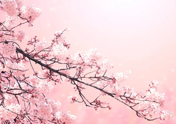 Magical Scene Sakura Flowers Magic Sparks Beautiful Nature Spring Background — ストック写真