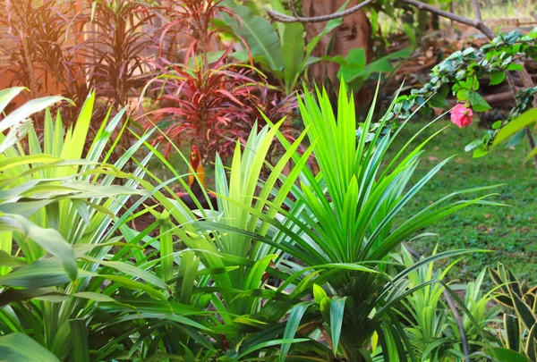 茂密的热带树叶 异国花园中绿叶和红叶的异国植物 在晴朗的背景下 — 图库照片