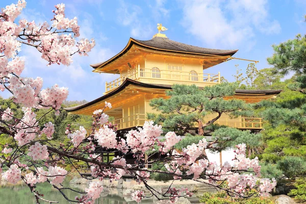 Złoty Pawilon Kinkaku Rozciągacz Kwitnąca Sakura Rokuon Kompleks Jeleń Ogród — Zdjęcie stockowe