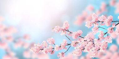 Güneşli arka planda pembe renkli sakura çiçekleriyle yatay afiş. Çiçek açan bir sakura dalıyla güzel bir bahar arkaplanı. Metin için alanı kopyala