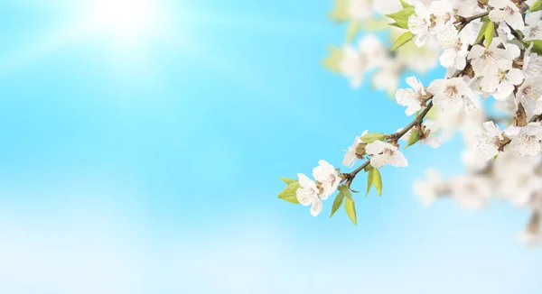 Blume Der Kirsche Auf Blauem Himmel Sonnigen Hintergrund Horizontales Federbanner — Stockfoto