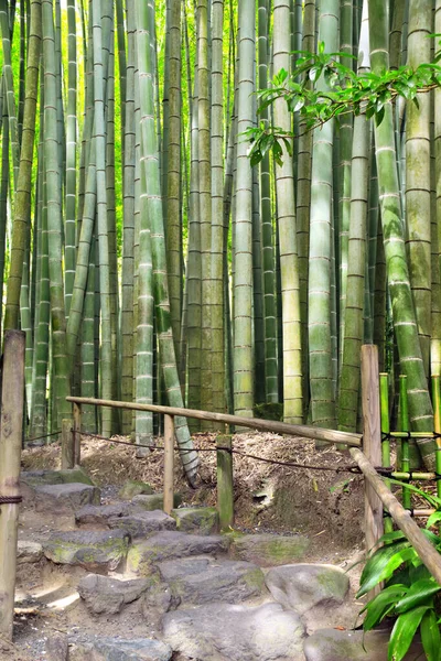 Passos Pedra Jardim Bambu Templo Hokokuji Kamakura Japão — Fotografia de Stock